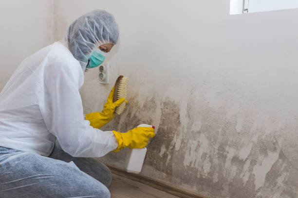 Best Mold Cleaning Services  in Mountain Lodge Park, NY