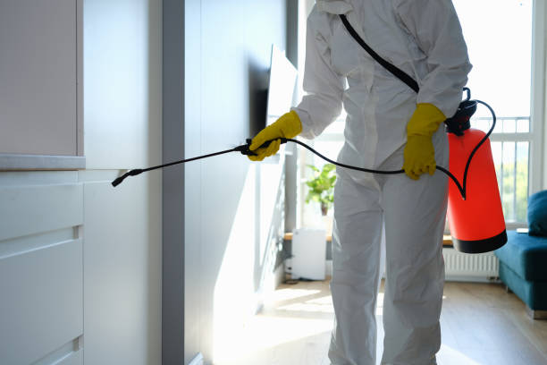 Best Local Mold Removal Service  in Mountain Lodge Park, NY