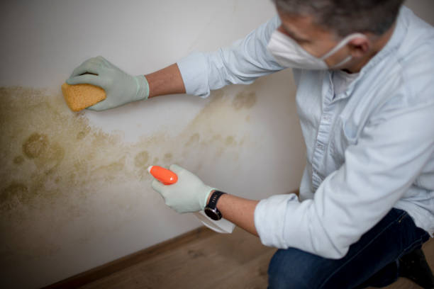 Best Certified Mold Removal  in Mountain Lodge Park, NY