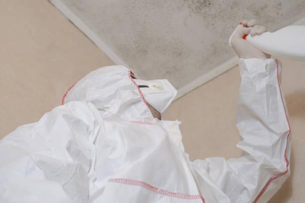 Best Mold Removal Company Near Me  in Mountain Lodge Park, NY