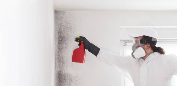 Best Commercial Mold Removal  in Mountain Lodge Park, NY