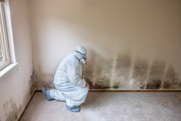 Best Office Mold Removal Services  in Mountain Lodge Park, NY