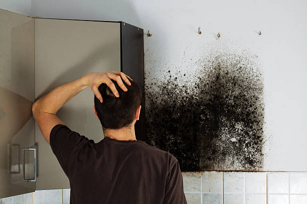 Best Emergency Mold Removal  in Mountain Lodge Park, NY