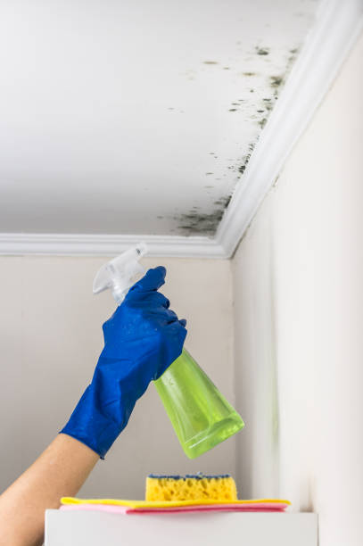 Best Mold Removal Company Near Me  in Mountain Lodge Park, NY